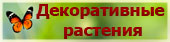 Декоративные растения
